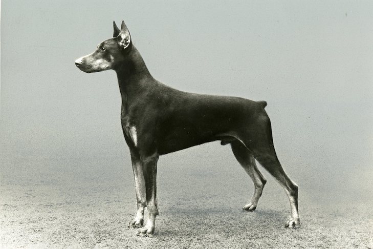 A képen egy Golden retriver régi ábrázolása található